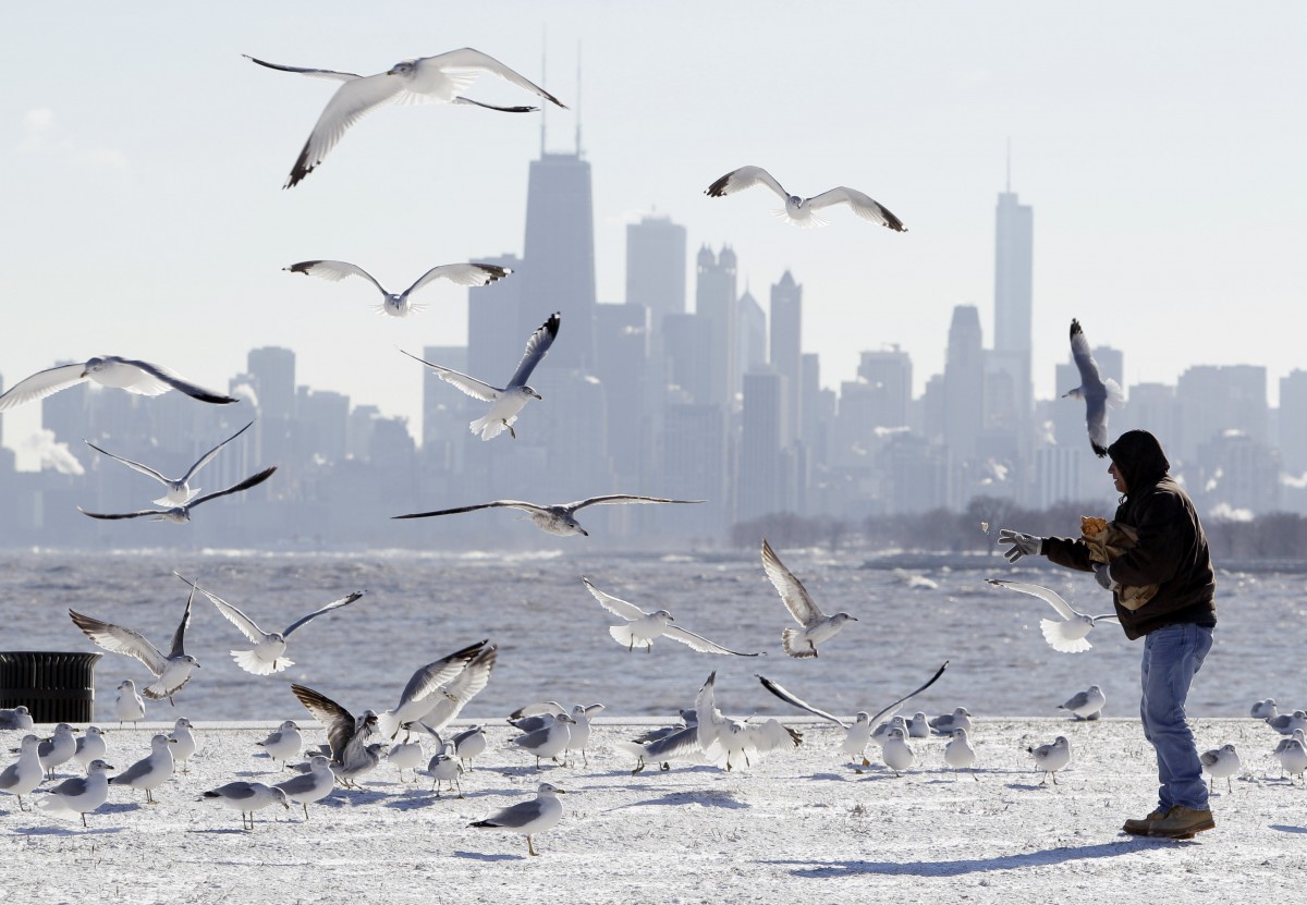 Chicago Introduces BirdFriendly Building Ordinance Next City