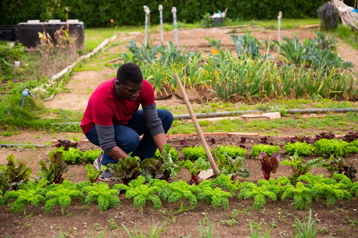 In Detroit, A Push to Help Black Farmers Purchase Land