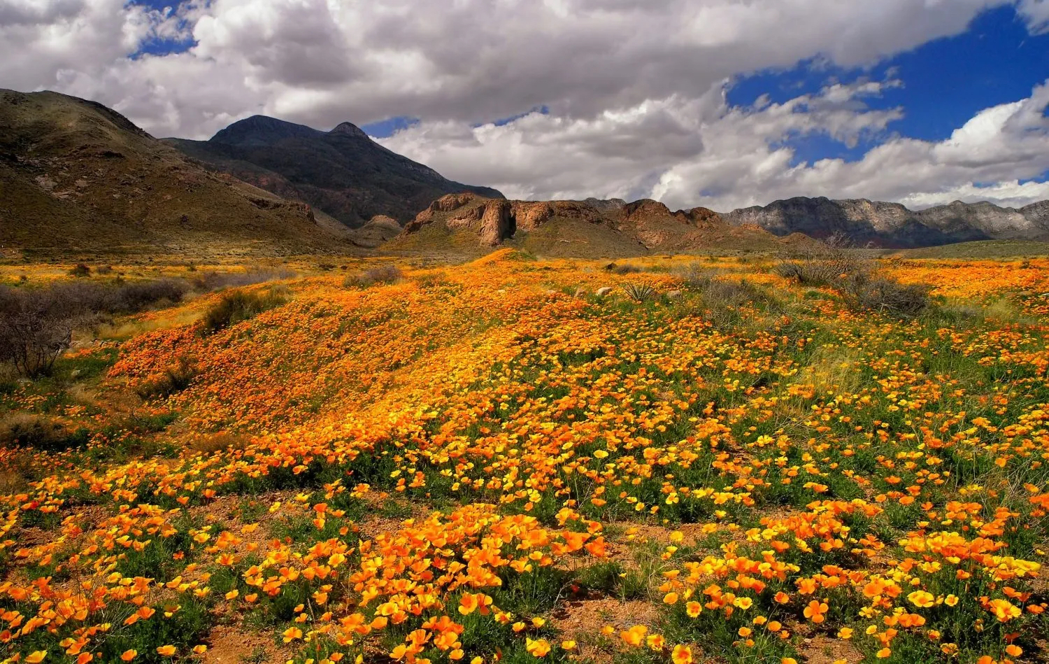The 52Year Fight to Protect El Paso’s Castner Range Continues