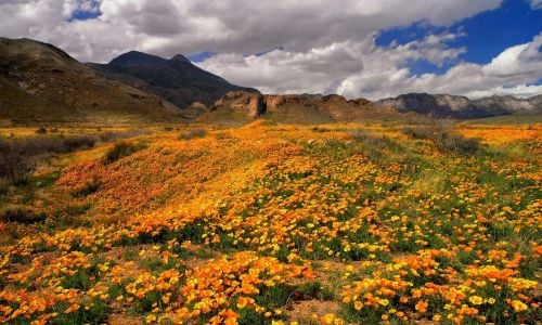 El Paso's Mexican poppies at Castner Range National Monument