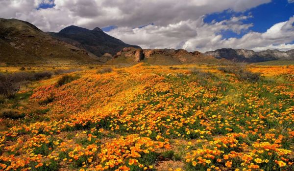 El Paso's Mexican poppies at Castner Range National Monument