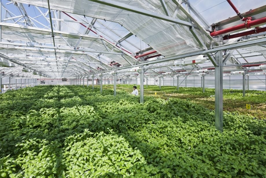 Commercial Greenhouse Jobs to Double at Historic South Side Chicago Site – Next City