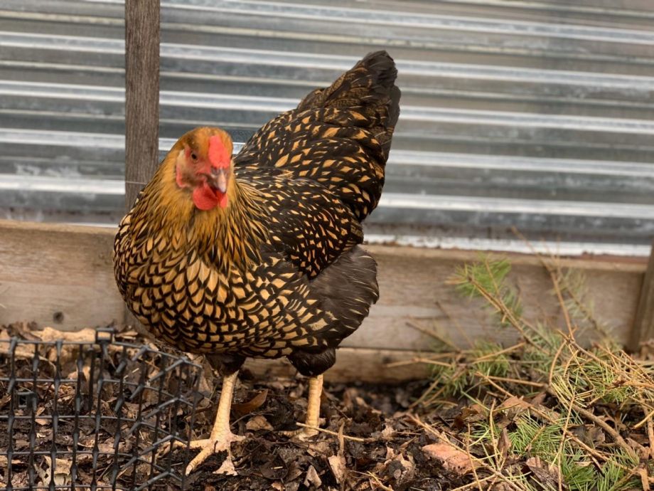 Philadelphia Project Reduces Brewery Waste Feeds Hungry Backyard Chickens Next City
