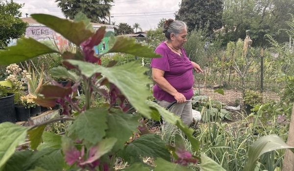 A community garden in California.
