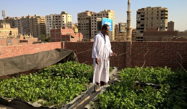 Cairo rooftop garden