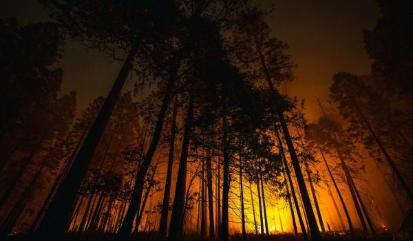 Wildfire smoke in a California forest