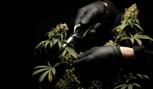 Person wears black gloves and harvests marijuana plant