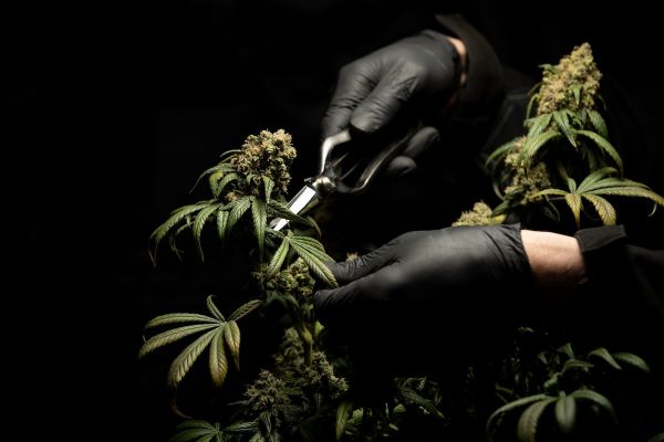 Person wears black gloves and harvests marijuana plant
