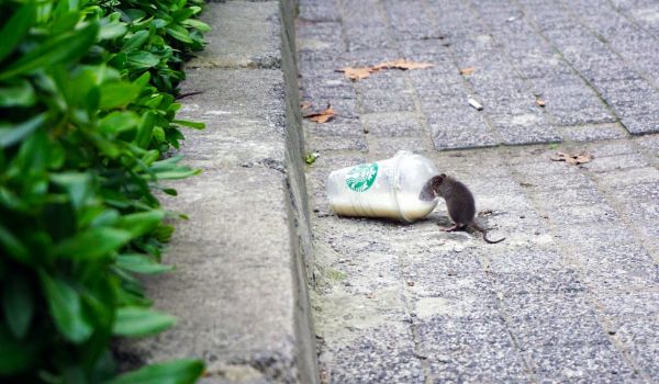A rat on the city street.