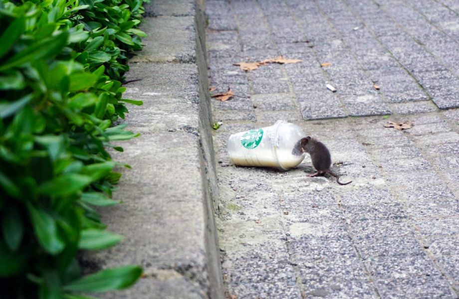 A rat on the city street.