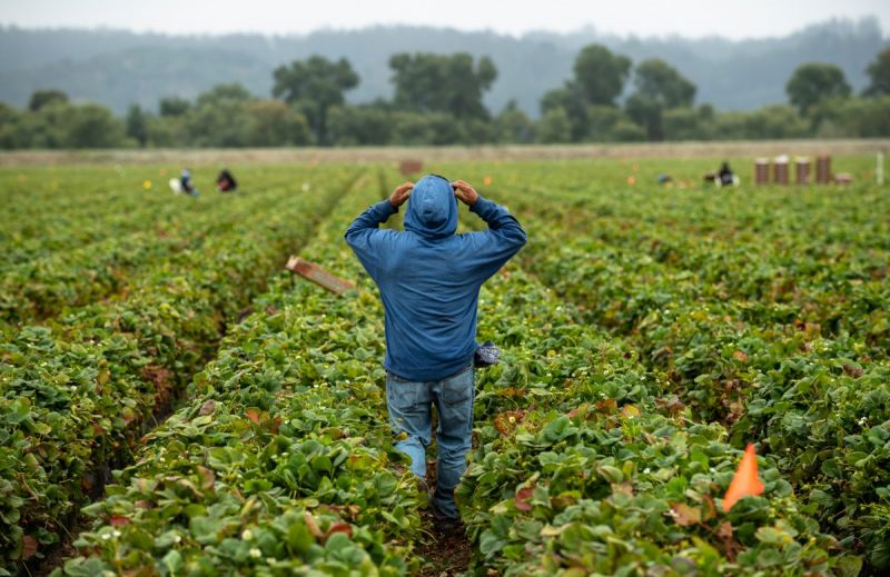 A farmworker walks the strawberry fields in Salinas, California.