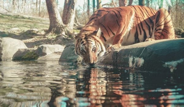 A tiger at the Bronx Zoo.